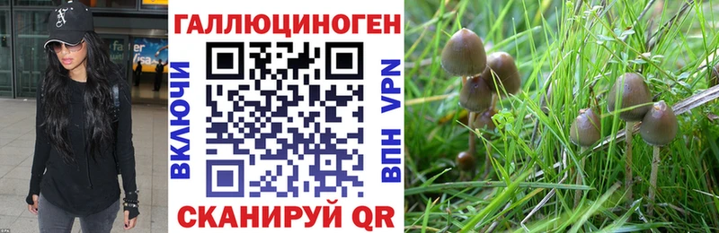 Псилоцибиновые грибы Psilocybine cubensis  Западная Двина 